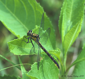 Stenogomphurus rogersi, female